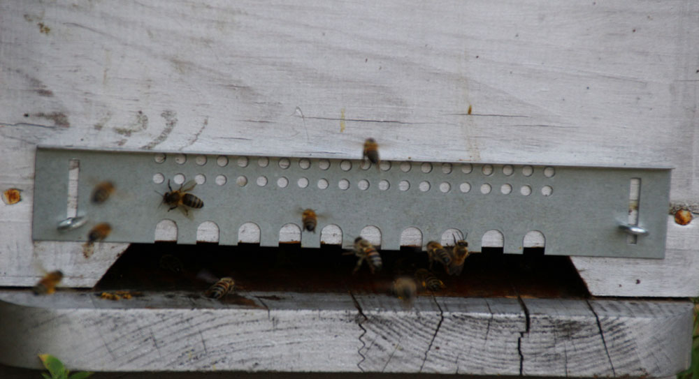 abeille