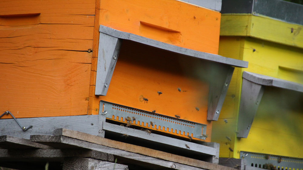abeille2