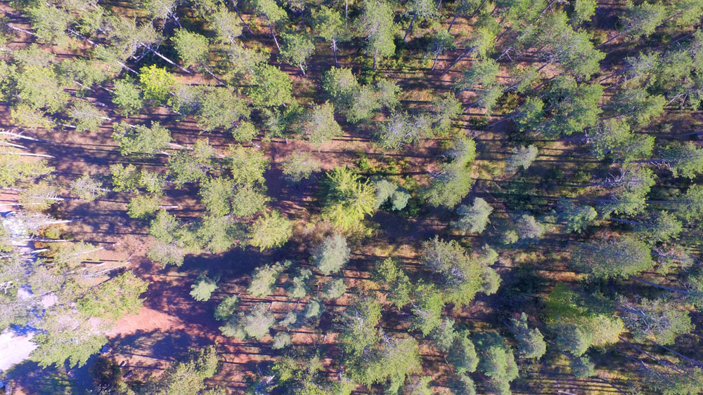 foret