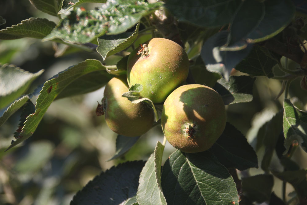 pomme