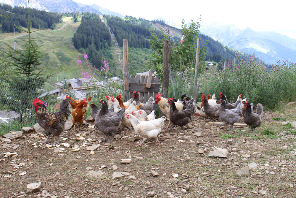 poules