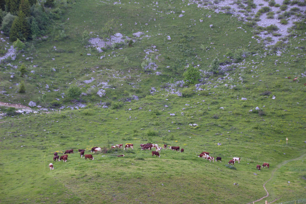 troupeau vache