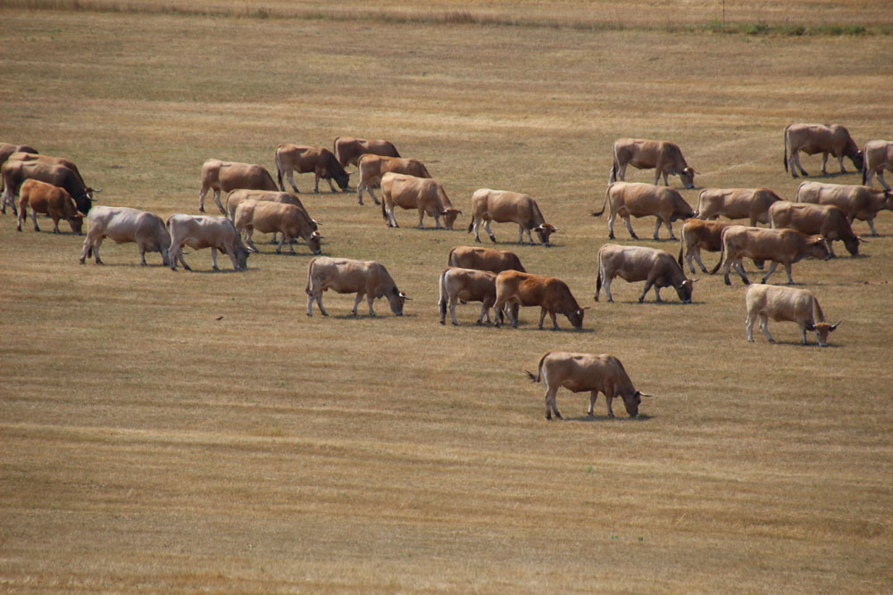 vache