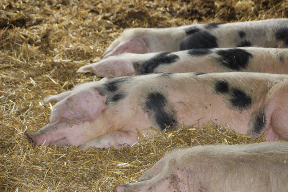 cochon dormant