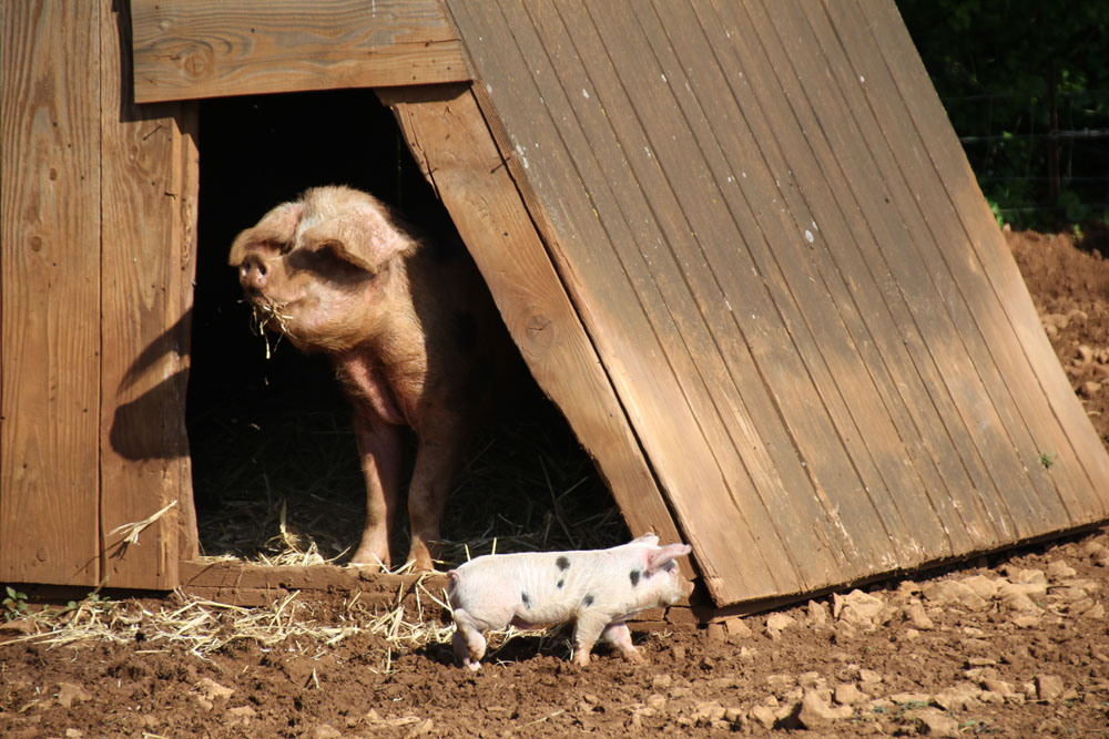 maman petit