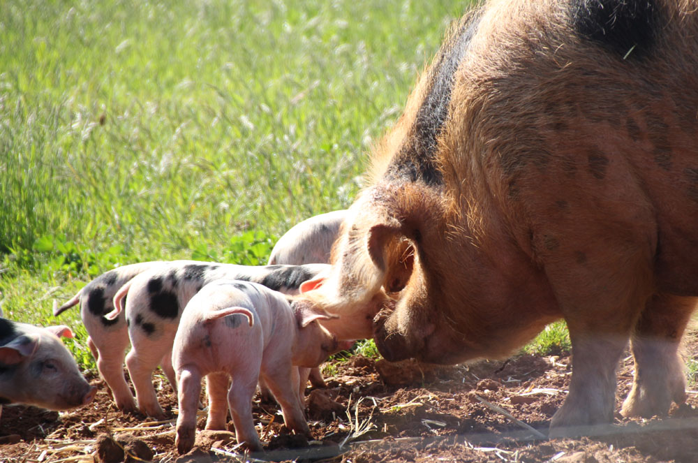 maman petit5
