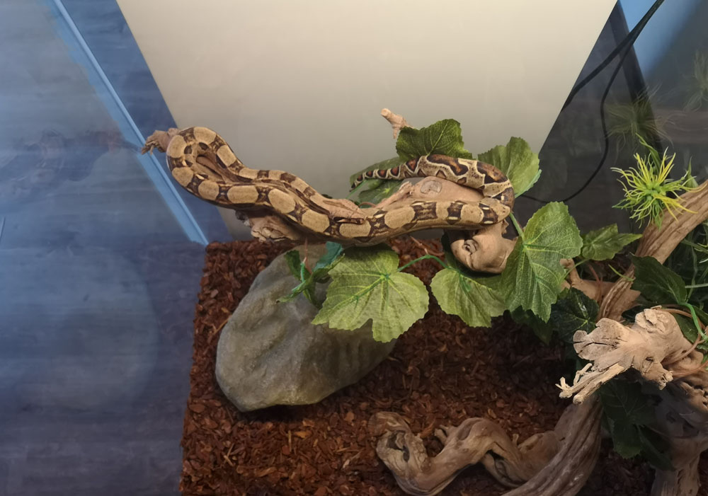 serpent