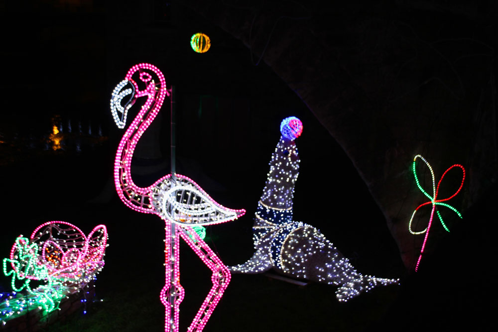flamant rose