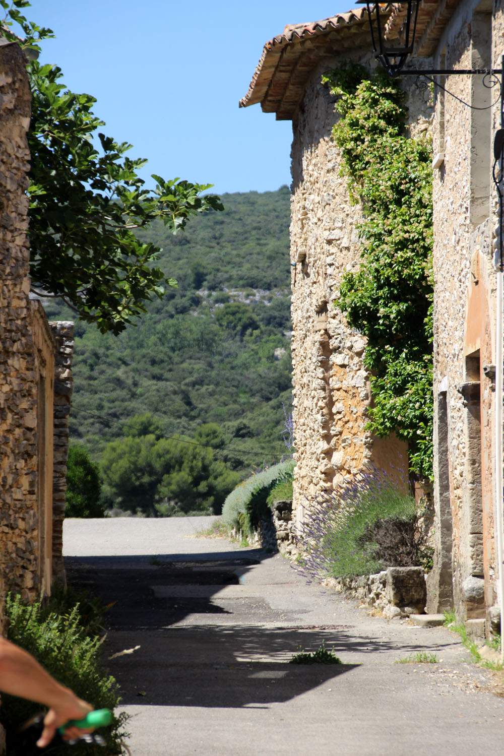 parrotier