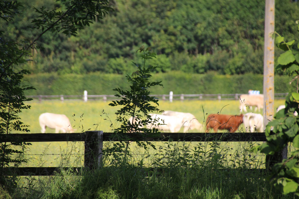 vache