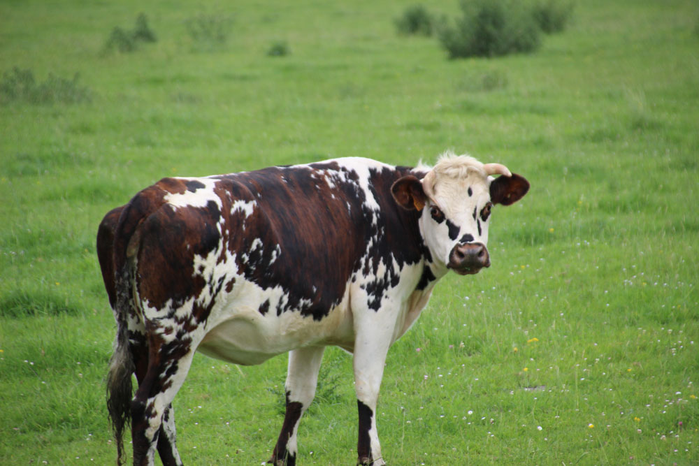 vache2