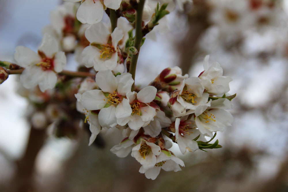 fleurs