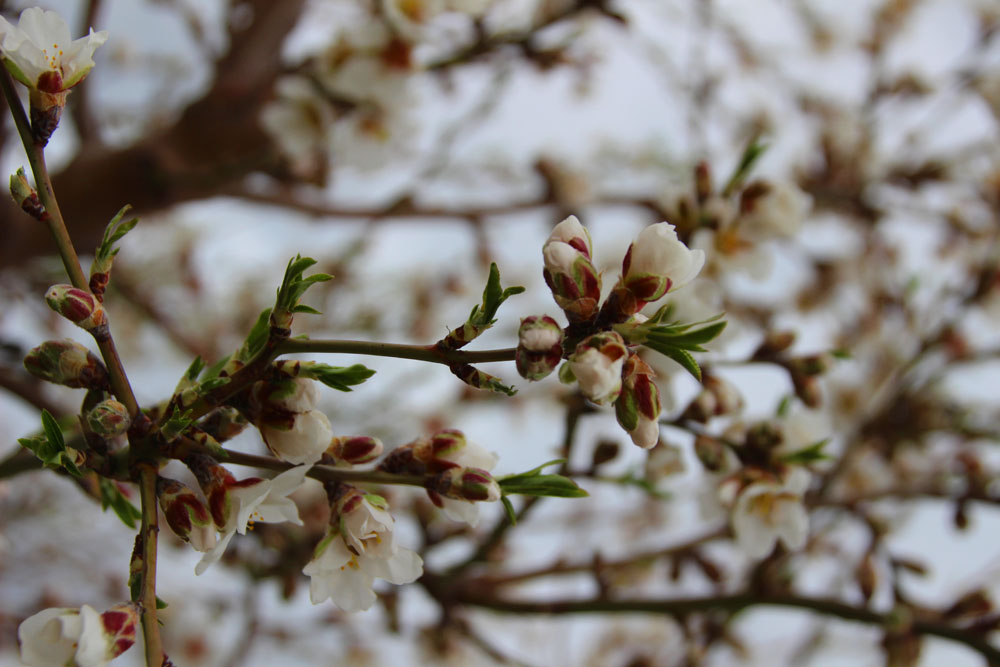 fleurs2