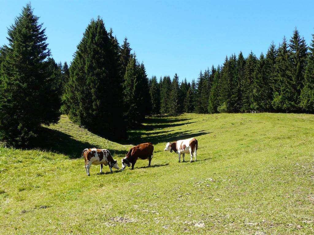 vache