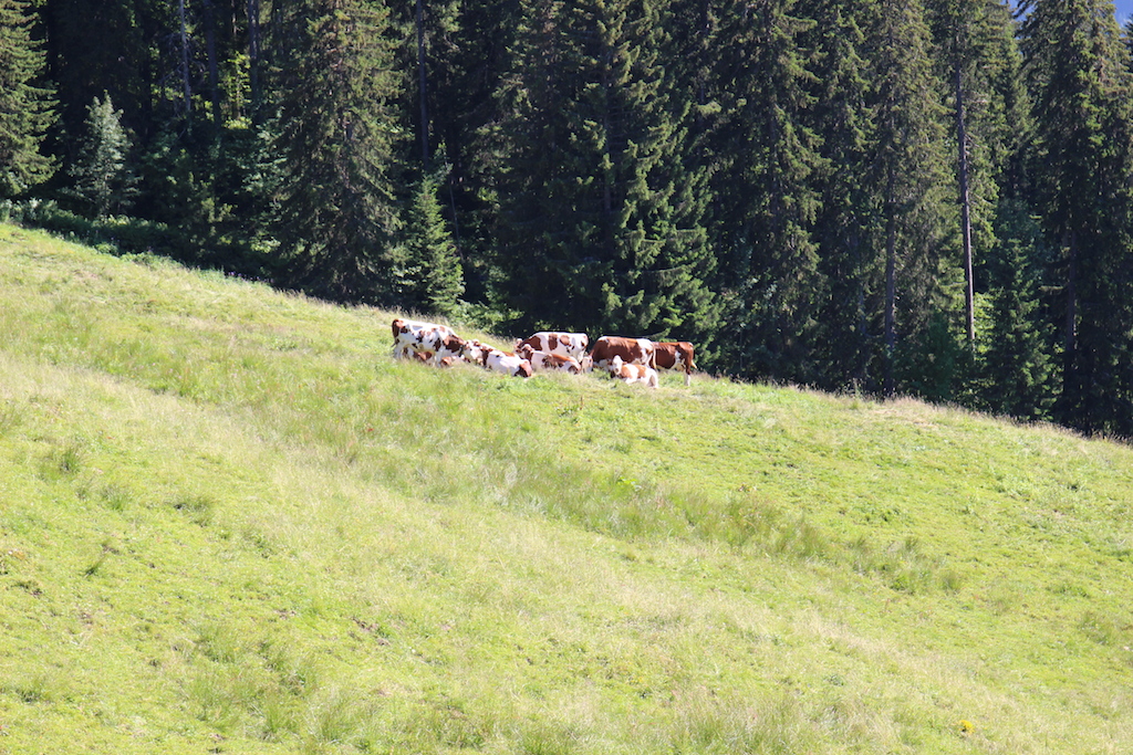 vache2