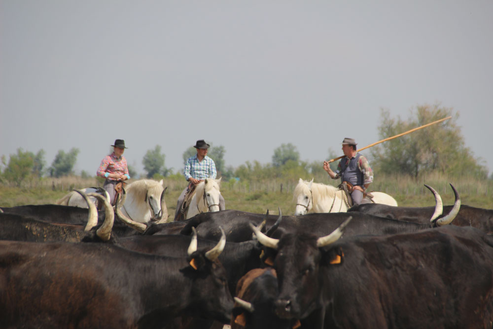 gardian vaches2
