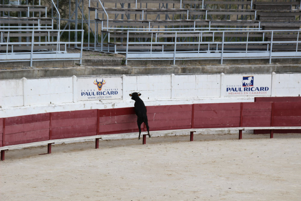 saut veau