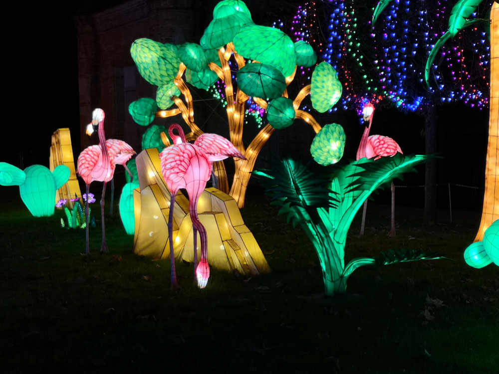 flamand rose