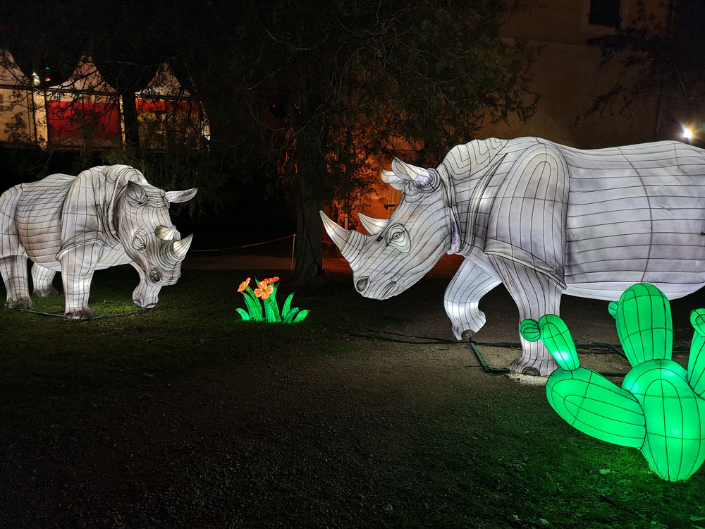 rhino