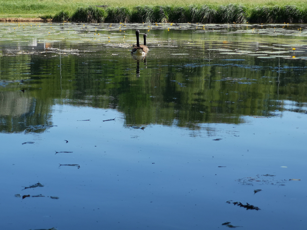 canard