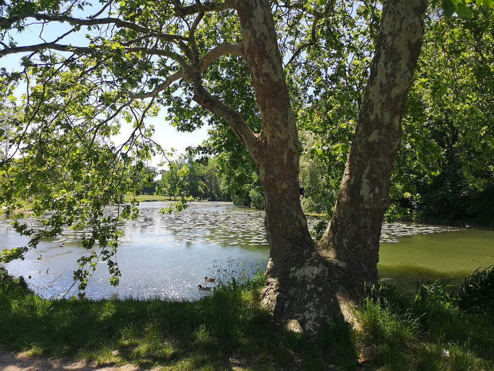etang