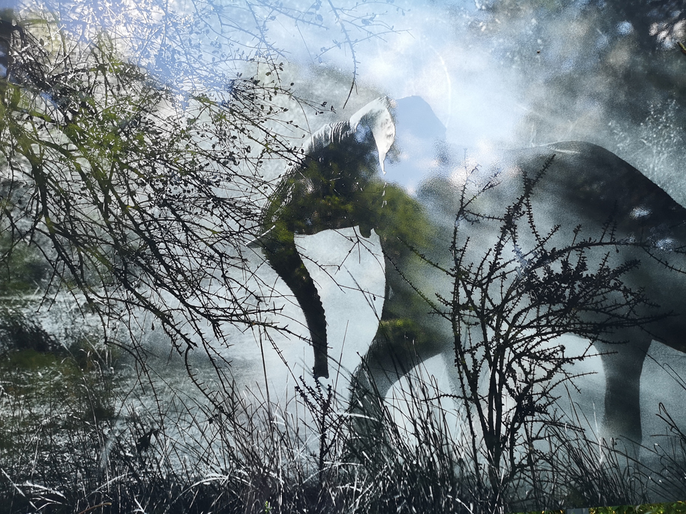 photo elephant