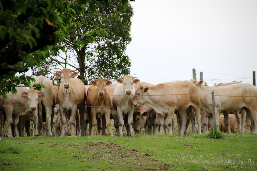 vaches
