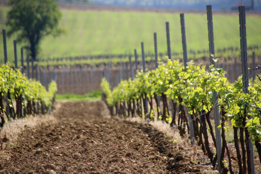 vignes gers