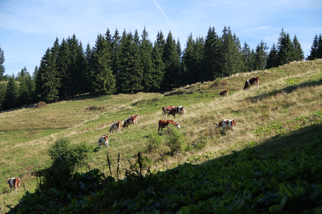 vache