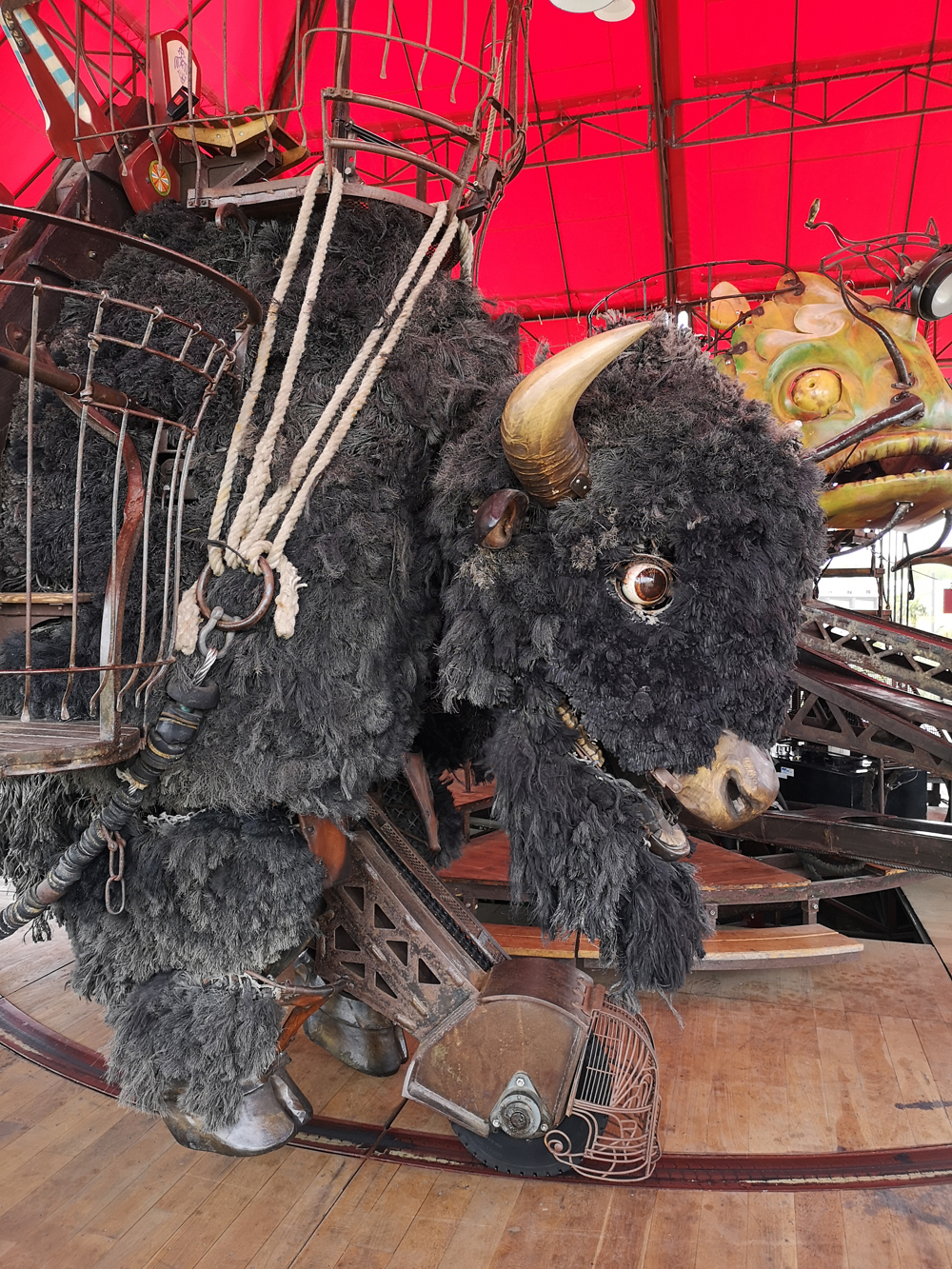 manege buffle