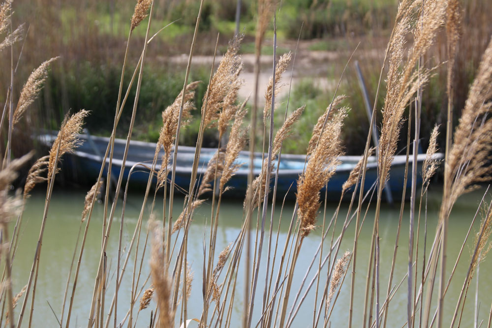 barque
