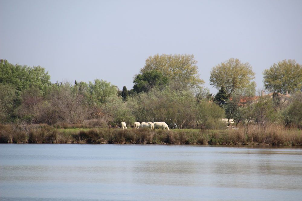 chevaux