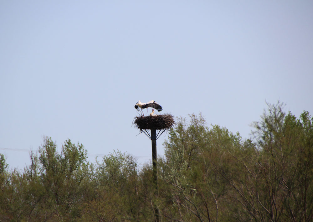 cigogne
