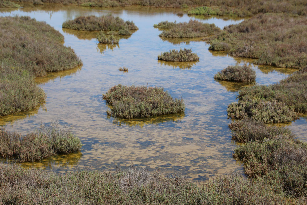 etang