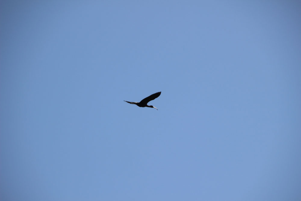 oiseau