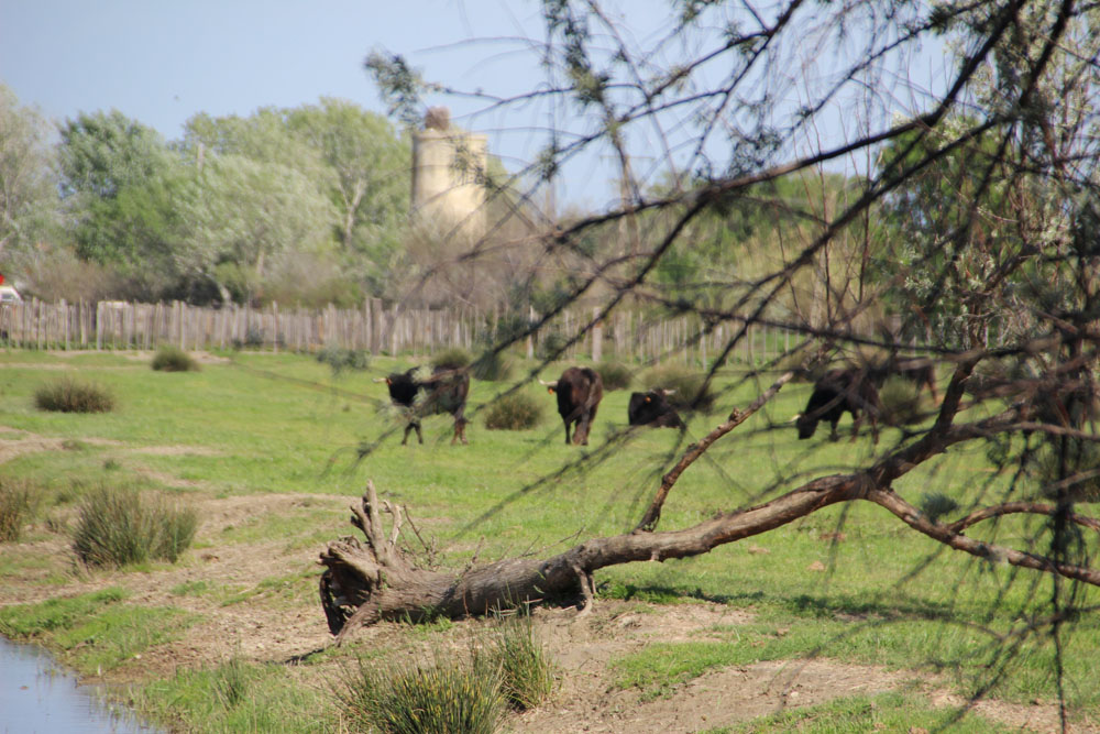 taureau