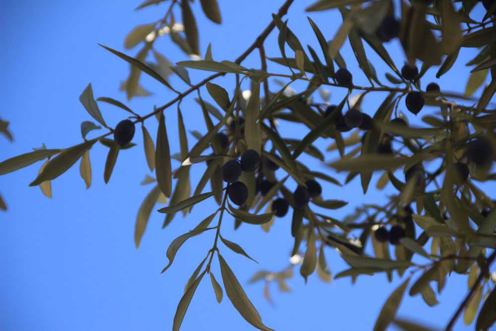 olive