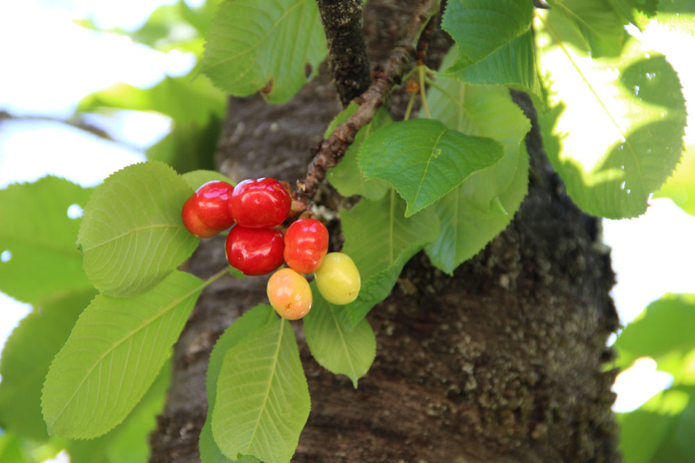 cerises2