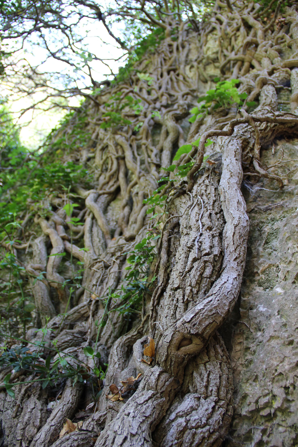nature2