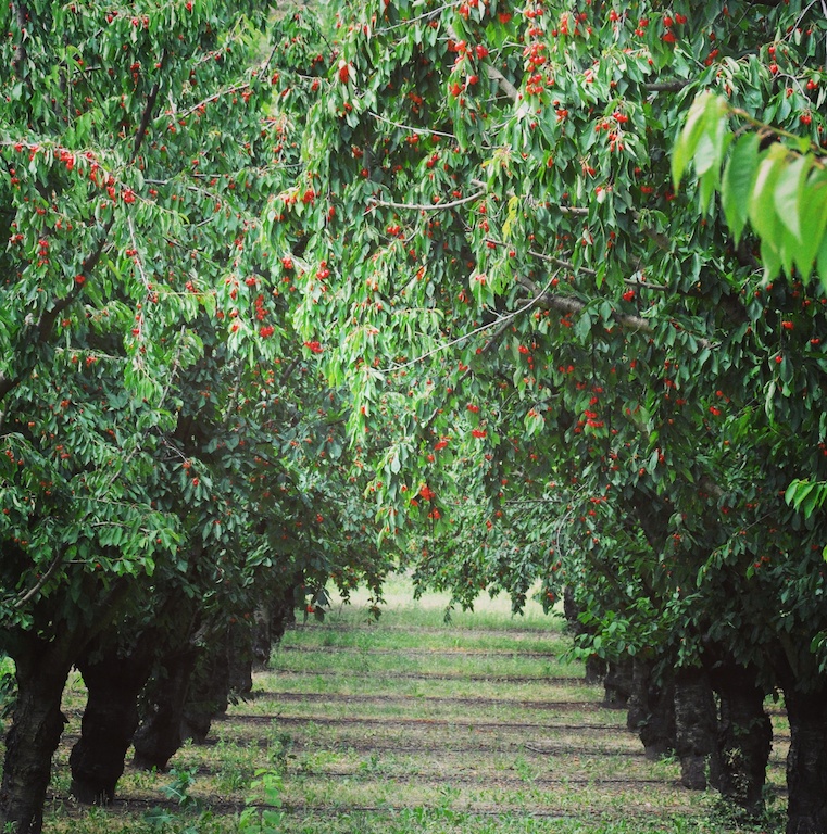 Champ de cerisiers cerises
