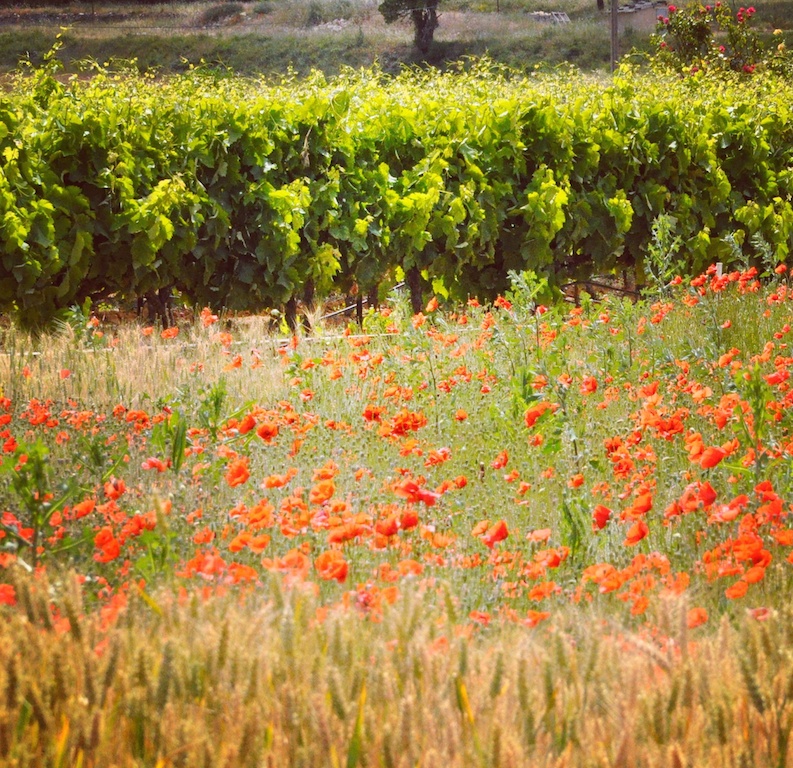 Vignes et champs de coquelicots vignes