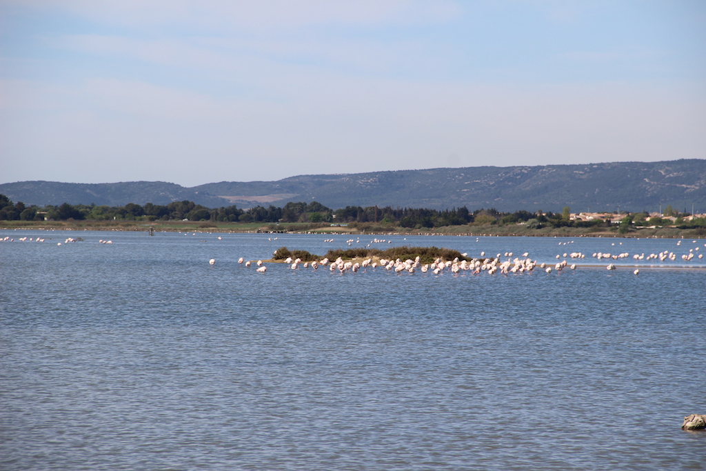 flamants roses