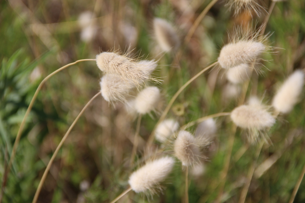 flore2