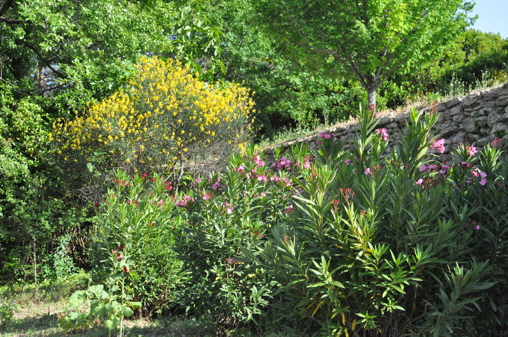 botanique