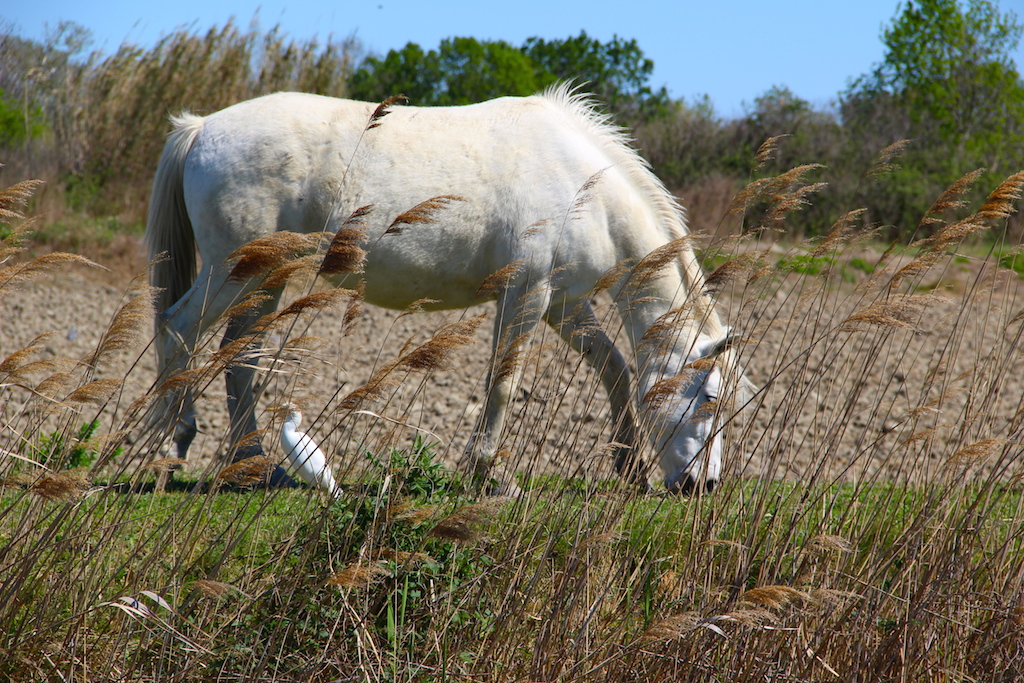 cheval