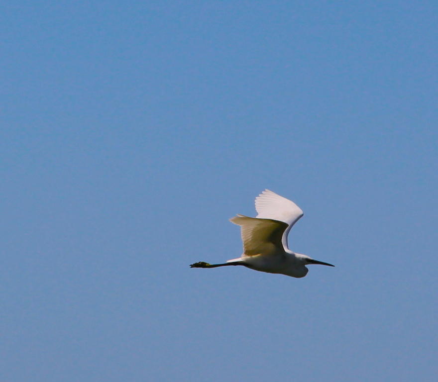 oiseau