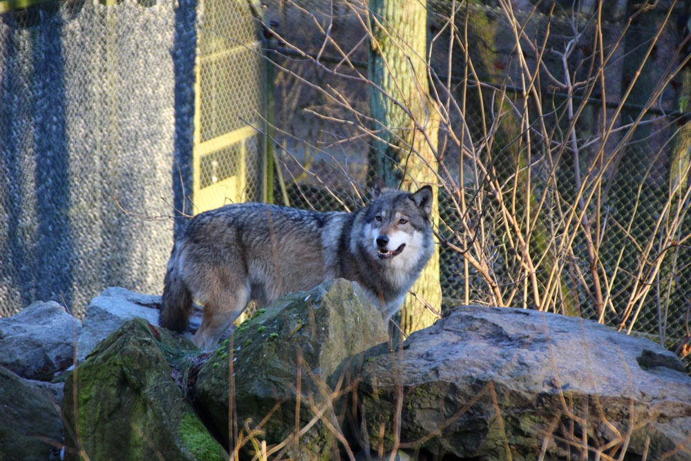 skansen6