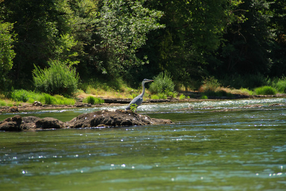 heron