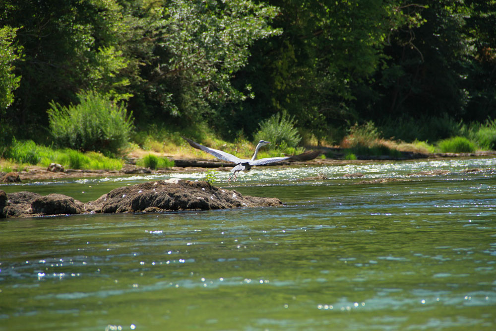 heron2