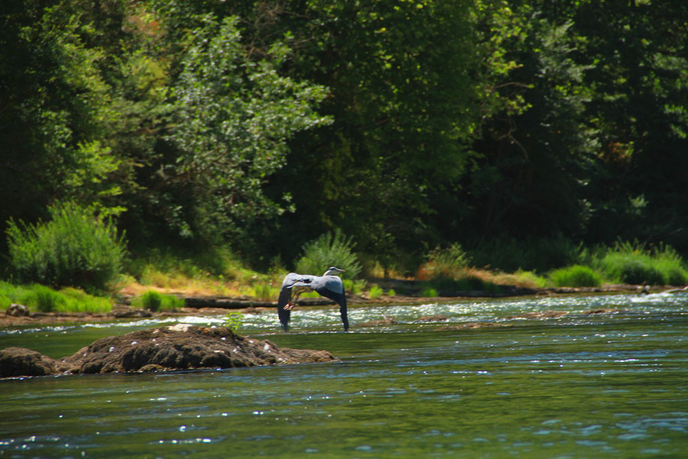 heron3
